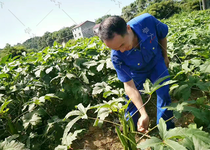 7.23黄秋葵酿酒技术—采摘