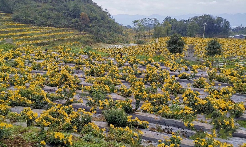 菊花种植地