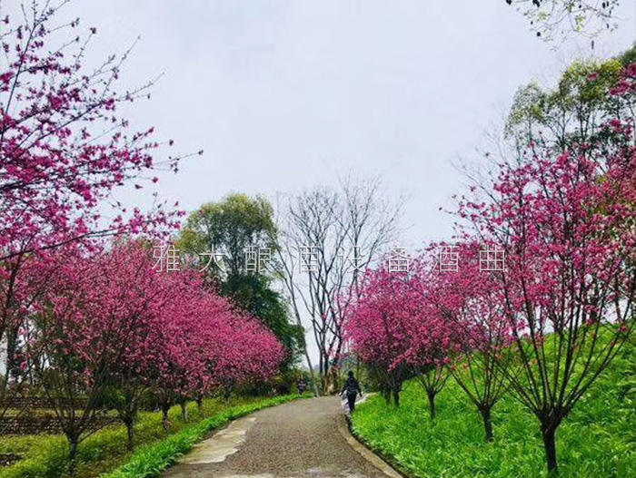 桃花源不仅桃花美，用熟料酿酒设备酿造的桃花酒更美-7