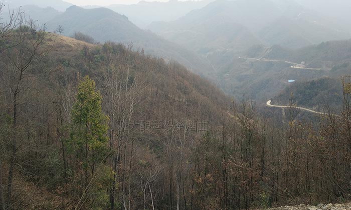 11.10长在大山里的野生拐枣树